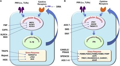 Dermatologic and Dermatopathologic Features of Monogenic Autoinflammatory Diseases